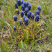 19-Muscari-atlanticum