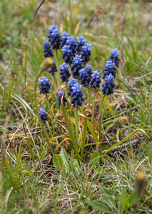 19-Muscari-atlanticum