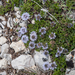 24-globularia-meridionalis