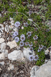 24-globularia-meridionalis