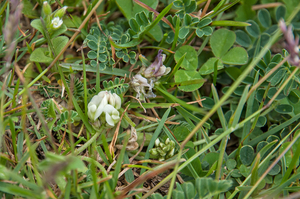 24-oxytropis-campestris-2