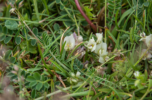 24-oxytropis-campestris-3