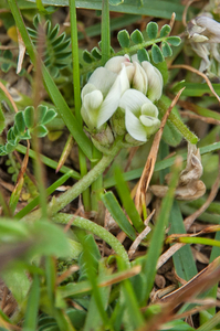 24-oxytropis-campestris