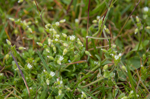 25-bleke-hoornbloem-2