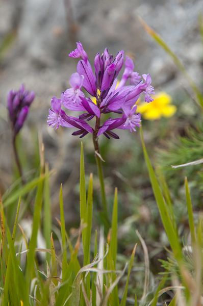 25-Polygala-major