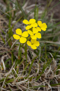 26-erysimum-majellense-of-erysimum-pseudorhaeitcum-1