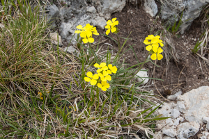 26-erysimum-majellense-of-erysimum-pseudorhaeitcum-3