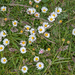 27-bellis-perennis-2