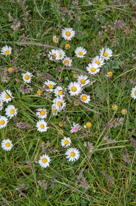 27-bellis-perennis-2