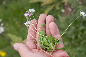 27-bellis-perennis