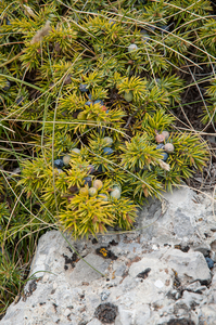 27-juniperus-communis