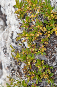 28 Rhamnus pumila 3