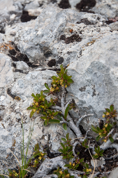 28 Rhamnus pumila-2