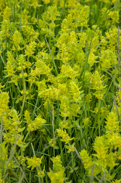 30--Cruciata-pedemontana-3