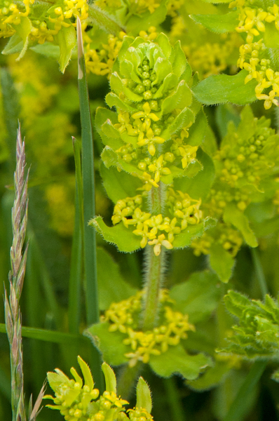 30--Cruciata-pedemontana-4