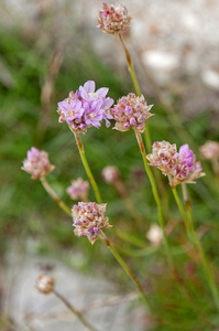 33-allium-roseum-2