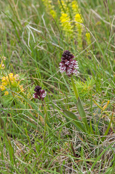 35-aangebrande-orchis-2