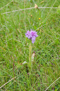 36-Orchis-tridentata