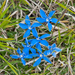 37 gentiana-nivalis