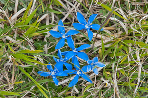 37 gentiana-nivalis