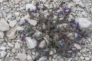 37-linaria-alpina-4