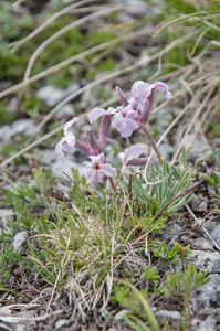 37-Matthiola-fruticulosa-2