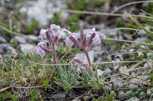 37-Matthiola-fruticulosa-3