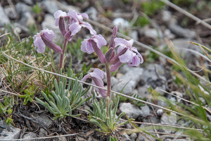 37-Matthiola-fruticulosa-4