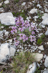 37-Matthiola-fruticulosa-5