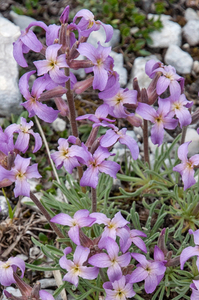 37-Matthiola-fruticulosa-6