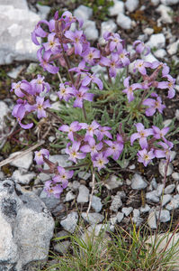 37-Matthiola-fruticulosa-7