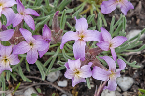 37-Matthiola-fruticulosa-8