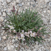 37-Matthiola-fruticulosa-9