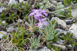 37-Matthiola-fruticulosa