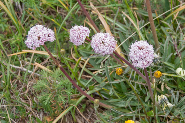 37-Valeriana-tuberosa-2