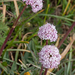 37-Valeriana-tuberosa-4