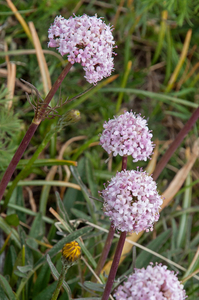 37-Valeriana-tuberosa-4