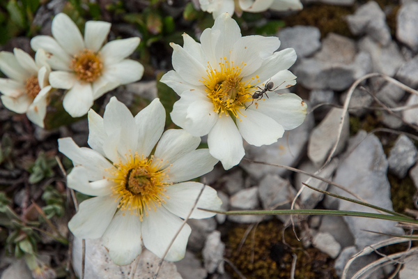 40 Dryas octopetala 2