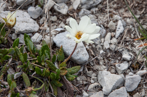 40 Dryas octopetala 3