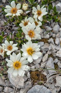 40 Dryas octopetala