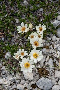 40-Dryas-octopetala