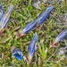 40-gentiana-dinarcia-2