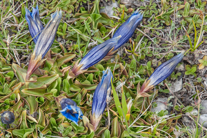 40-gentiana-dinarcia-2