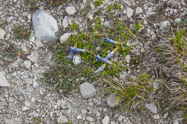 40-gentiana-dinarcia-4