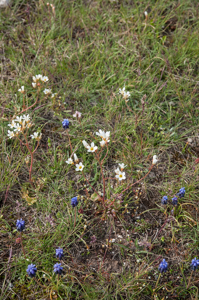 44-saxifraga-granulata-3