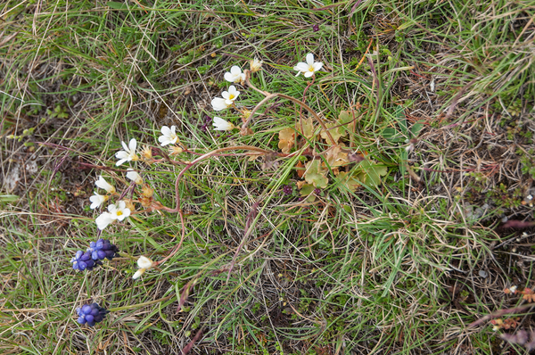 44-saxifraga-granulata