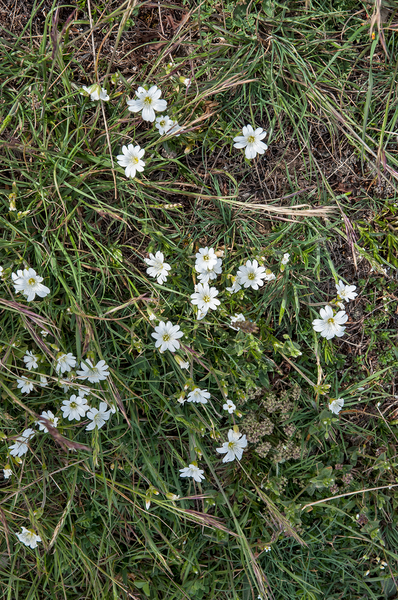 45-akkerhoornbloem-3