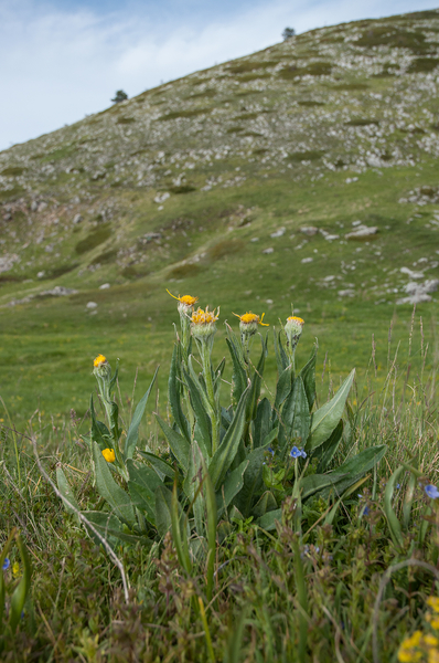 45-senecio-provincialis-3