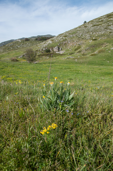 45-senecio-provincialis