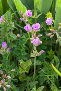 46-erodium-alpinum-2